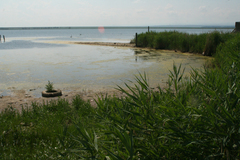 Phragmites australis