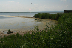 Phragmites australis