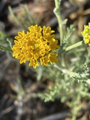 Chaenactis glabriuscula glabriuscula