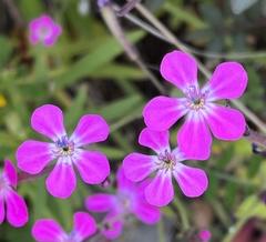 Silene integripetala integripetala