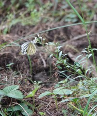 Pieris latouchei