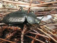 Adelium subdepressum