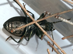 Adelium subdepressum