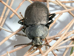 Adelium subdepressum