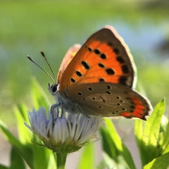 Lycaena phlaeas daimio