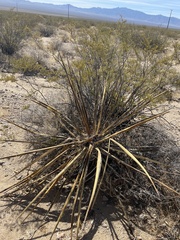 Yucca schidigera