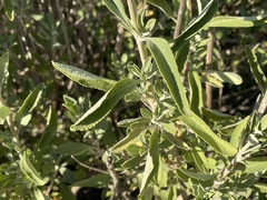 Salvia apiana × mellifera