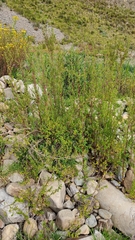 Minthostachys mollis