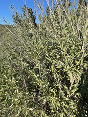 Salvia apiana × mellifera