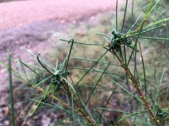 Acacia quadrilateralis