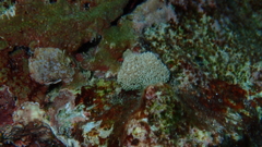 Asterospicularia randalli