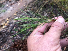 Acacia quadrilateralis