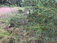Acacia quadrilateralis