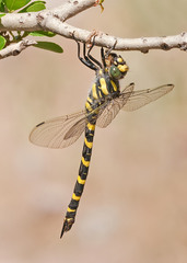 Cordulegaster picta