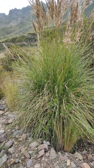 Cortaderia speciosa