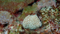 Asterospicularia randalli