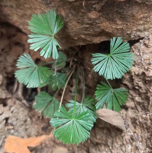 Actiniopteris radiata (Actiniopteris radiata)