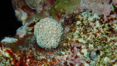 Asterospicularia randalli