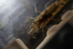 Neocaridina