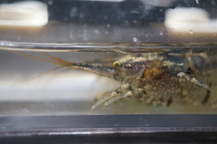 Neocaridina