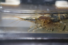 Neocaridina