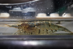 Neocaridina