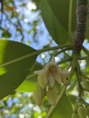 Rhizophora mucronata