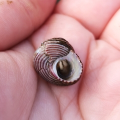 Calliostoma ligatum
