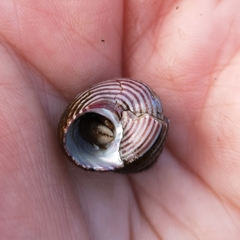 Calliostoma ligatum
