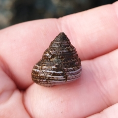 Calliostoma ligatum