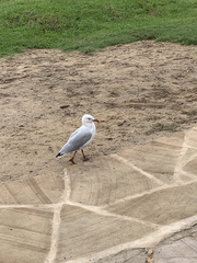 Chroicocephalus novaehollandiae novaehollandiae