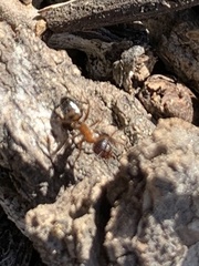 Camponotus essigi