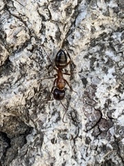 Camponotus essigi