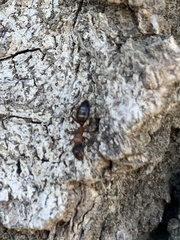 Camponotus essigi