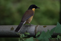 Pterorhinus courtoisi