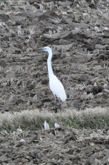 Ardea alba