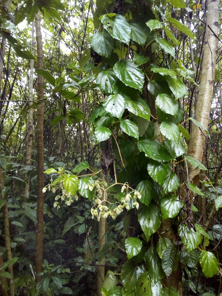 climbing sorrel