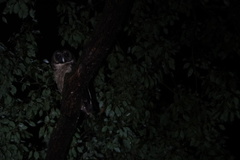 Strix leptogrammica