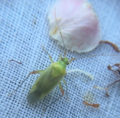 Closterotomus