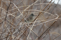 Emberiza spodocephala