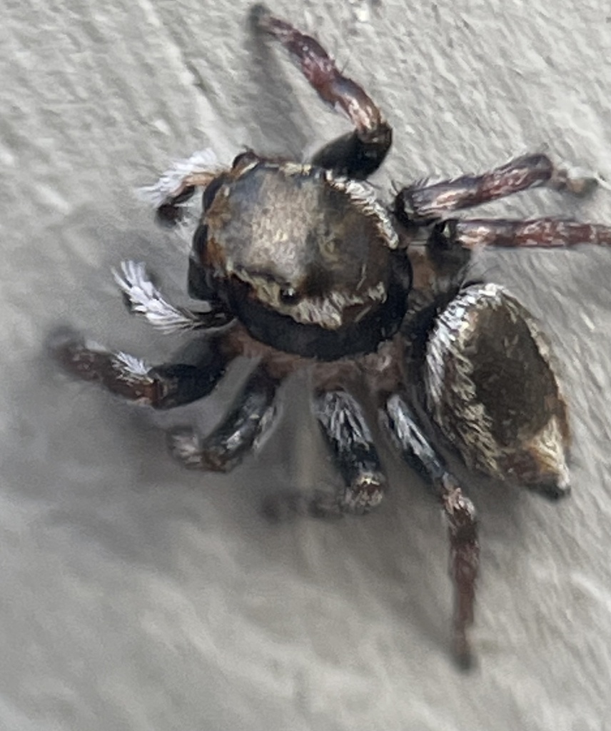 White Garland House Hopper from Frankston South, VIC, AU on March 27, 2022 at 0417 PM by suecee