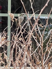 Selasphorus calliope