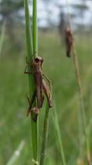 Entomophaga grylli