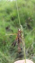 Entomophaga grylli