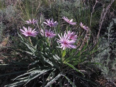 Tragopogon ruber
