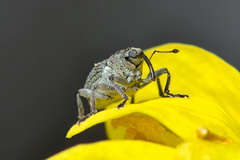 Ceutorhynchus obstrictus