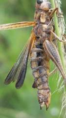 Entomophaga grylli