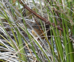 Cryptillas victorini