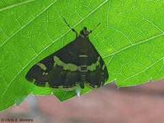 Spoladea recurvalis