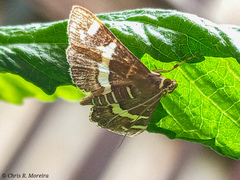 Spoladea recurvalis